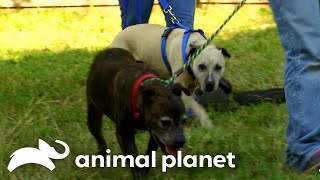 A Four Legged Hurricane Katrina Survivor Gets a Furry Friend | Pit Bulls & Parolees | Animal Planet