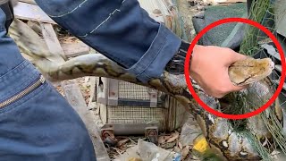 Python Hunting Chickens Gets Caught in Net Profile