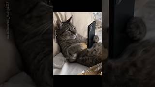 কীরে বন্ধু? 🙂talk a lot#relatable#funny #bangla #cat #memes#desi#voiceover#text#reels