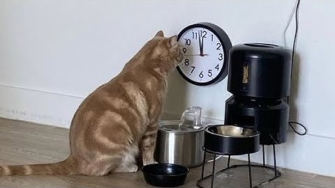 When you want a cat and universe send you a genius 🤣