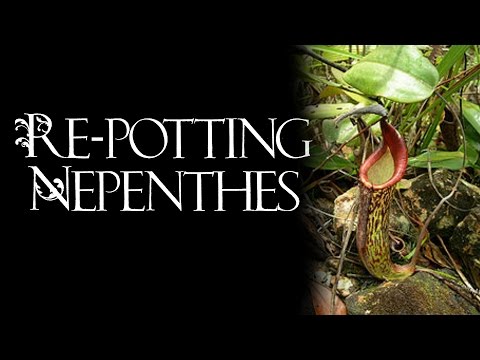 Nepenthes repotting
