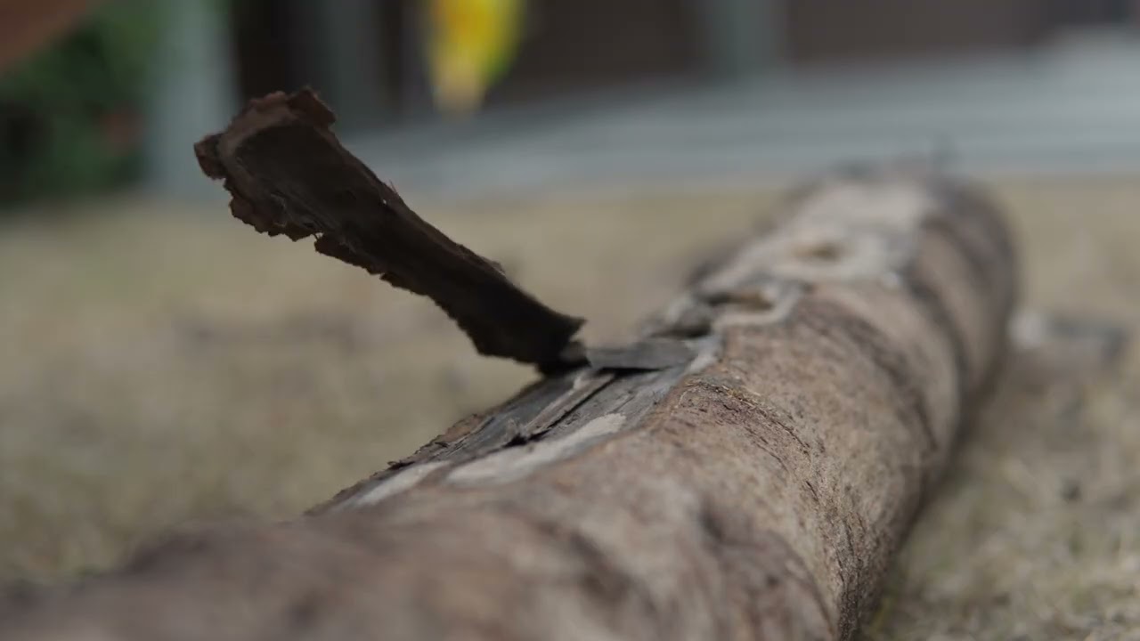 Removing bark from a dead tree in my front yard with a chisel
