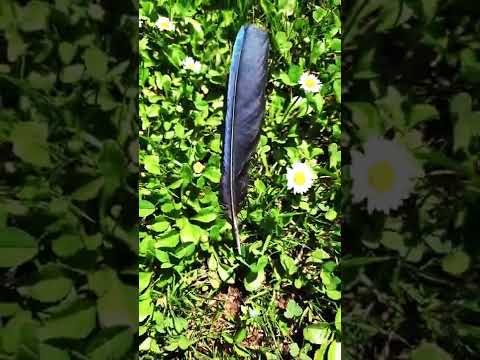 Que Significa Encontrar una Pluma Significado Espiritual El misterio de las plumas de aves: significado y simbolismo revelados