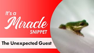 The Unexpected Guest  It's a Miracle Snippet
