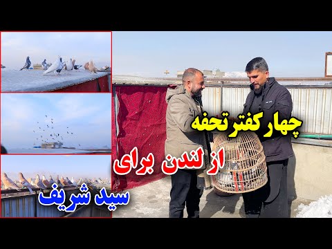 غافل گیرش کردیم چهار کفتر تحفه برای سید شریف از لندن رسید 