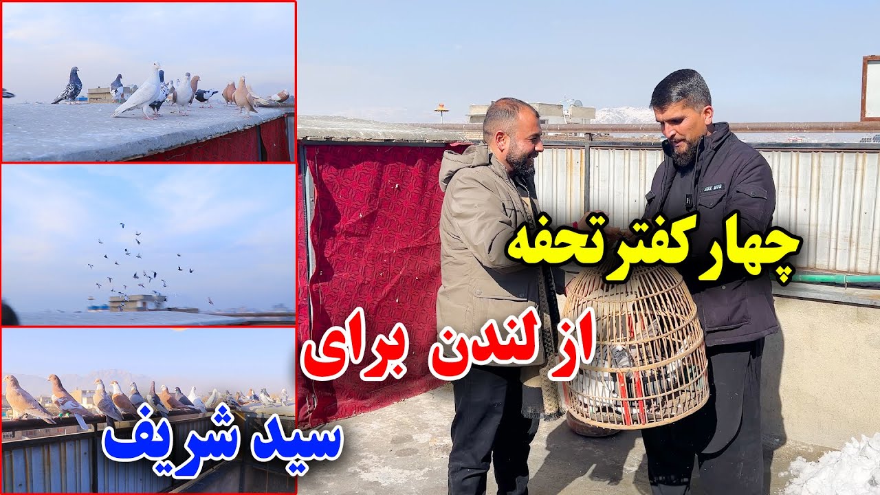 غافل گیرش کردیم 🤪چهار کفتر تحفه برای سید شریف از لندن رسید 