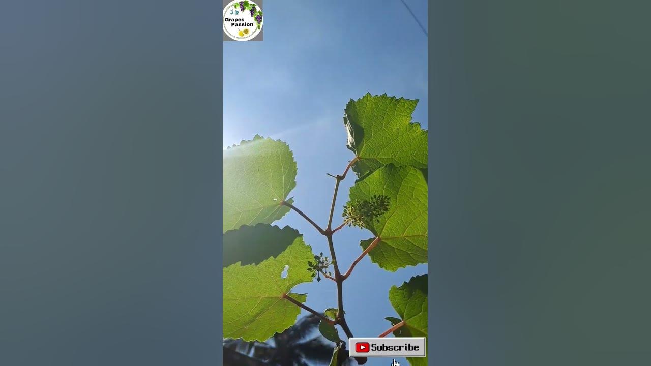 grape-plants-for-sale-grape-farming-at-home