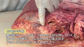 ［熟成肉解体ショー］　ランイチ編｜門崎熟成肉 格之進