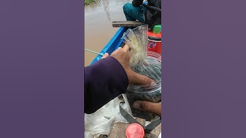 Bài mồi câu cá basa, vồ đém trên sông hiệu quả#shorts #fishing #caucagiaitri