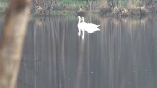 Белые лебеди на пруду в КФХ Хасана Идиятуллина