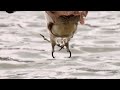 (6月下旬)久しぶりによく飛び込んでくれたミサゴ