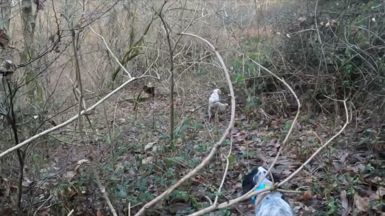 BECCACCE CON IL 28 2023 N6