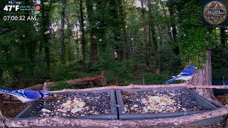 LIVE 🍑Friday Georgia | Baby Chipmunks, Bluebirds, Cardinals and Whoever Else Shows Up | Multi-Cams