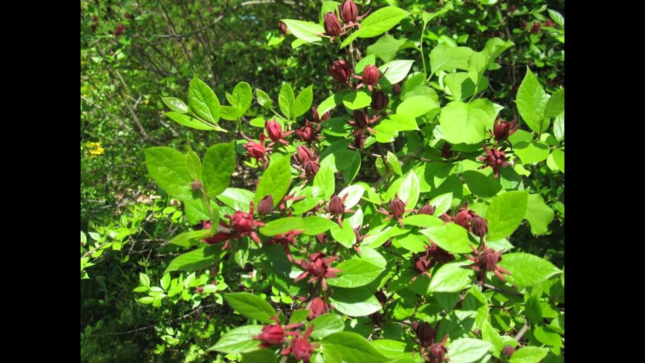 КАЛИКАНТ или ЧАШЕЦВЕТНИК (CALYCANTHUS) сем. Каликантовые