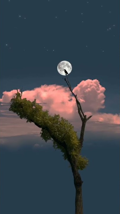 Redio hits 2020 // Troy sullivan // trending bgm // nature video // troy sullivan lovely // life