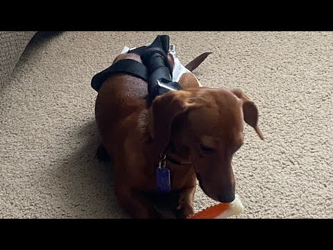 How To Keep A Diaper On A Dog Or Puppy In Heat