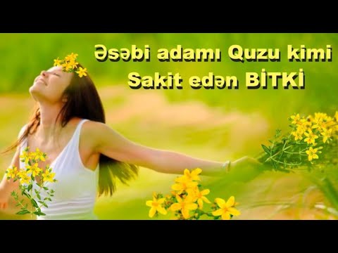 Əsəbi adamı quzu kimi sakit edən bitki- TƏBİİ ANTİDEPRESSANT