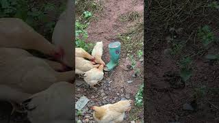 #Fun stories about raising chickens#a48c8