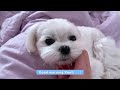 Small cute maltese dogs enjoy their morning 