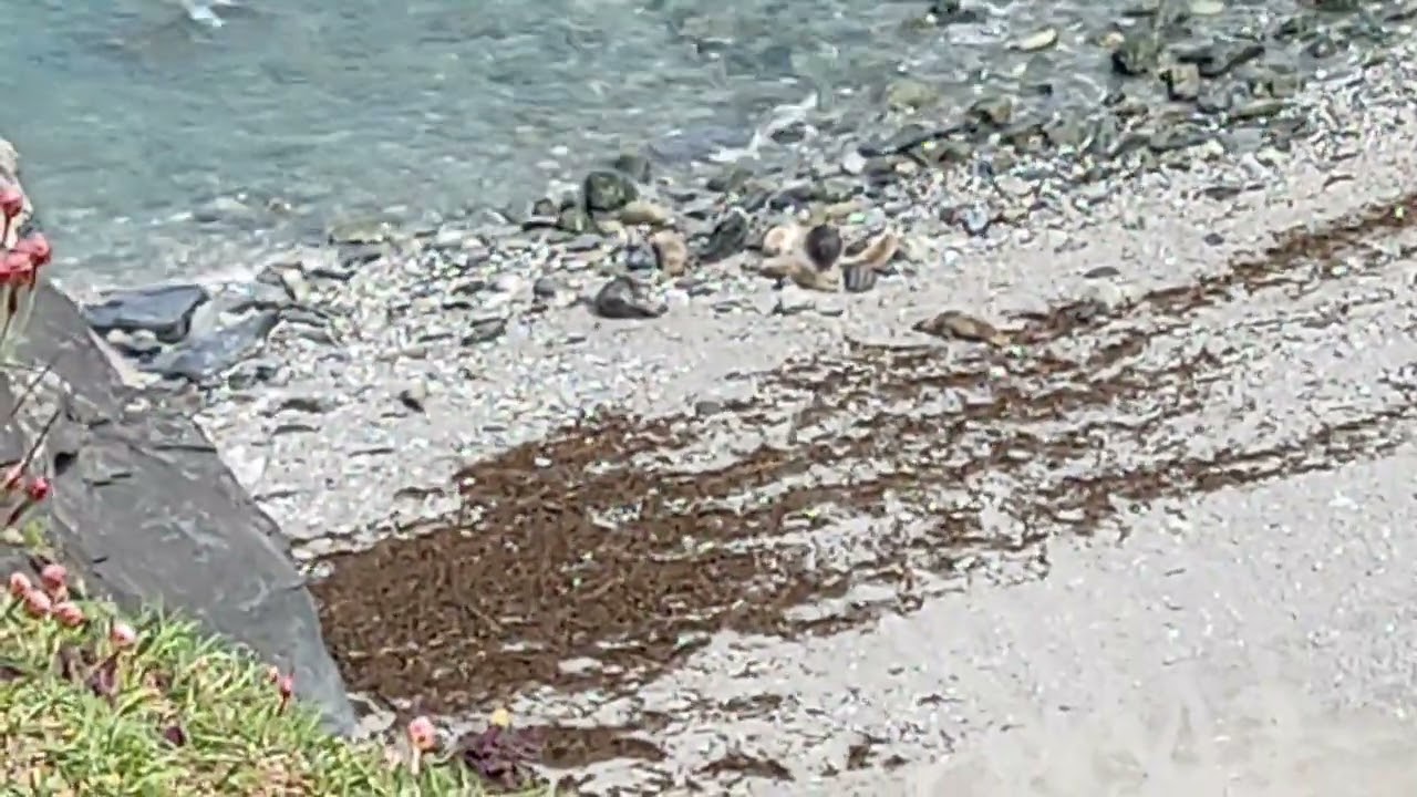 Mutton cove seals in Cornwall