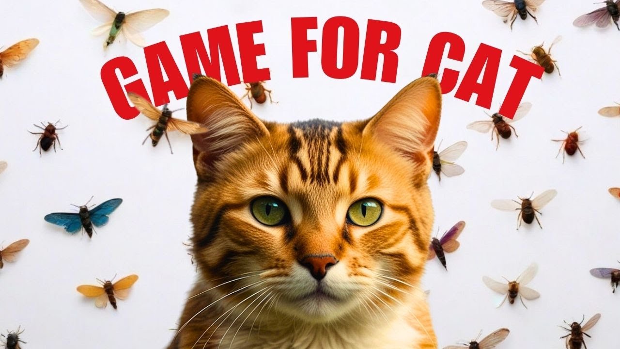 GAME FOR CATS - Non-Stop Fun With Interactive Videos For Cats To Watch ...