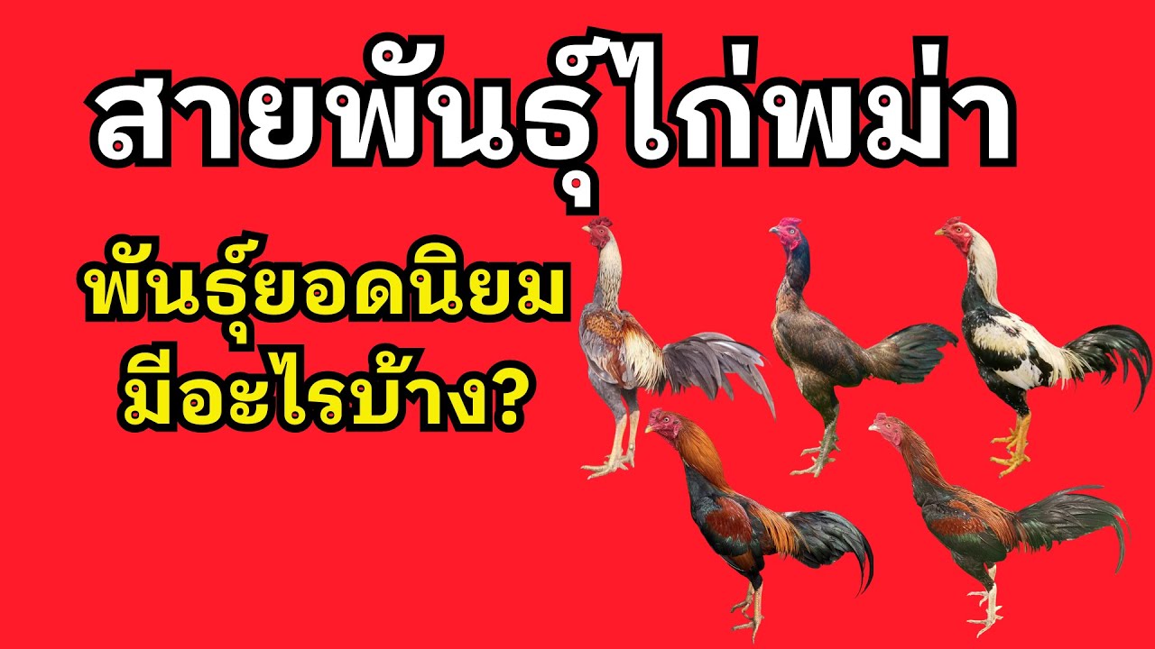 สายพันธุ์ไก่พม่า พันธุ์ยอดนิยมมีอะไรบ้าง?