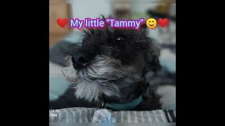 My Little Cute Dog Tammy