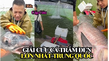 36 Giờ Giải Cứu Cá Trắm Đen Khổng Lồ Nhất Trung Quốc – Kỷ Lục 160kg, Phải Cứu Bằng Mọi Giá!