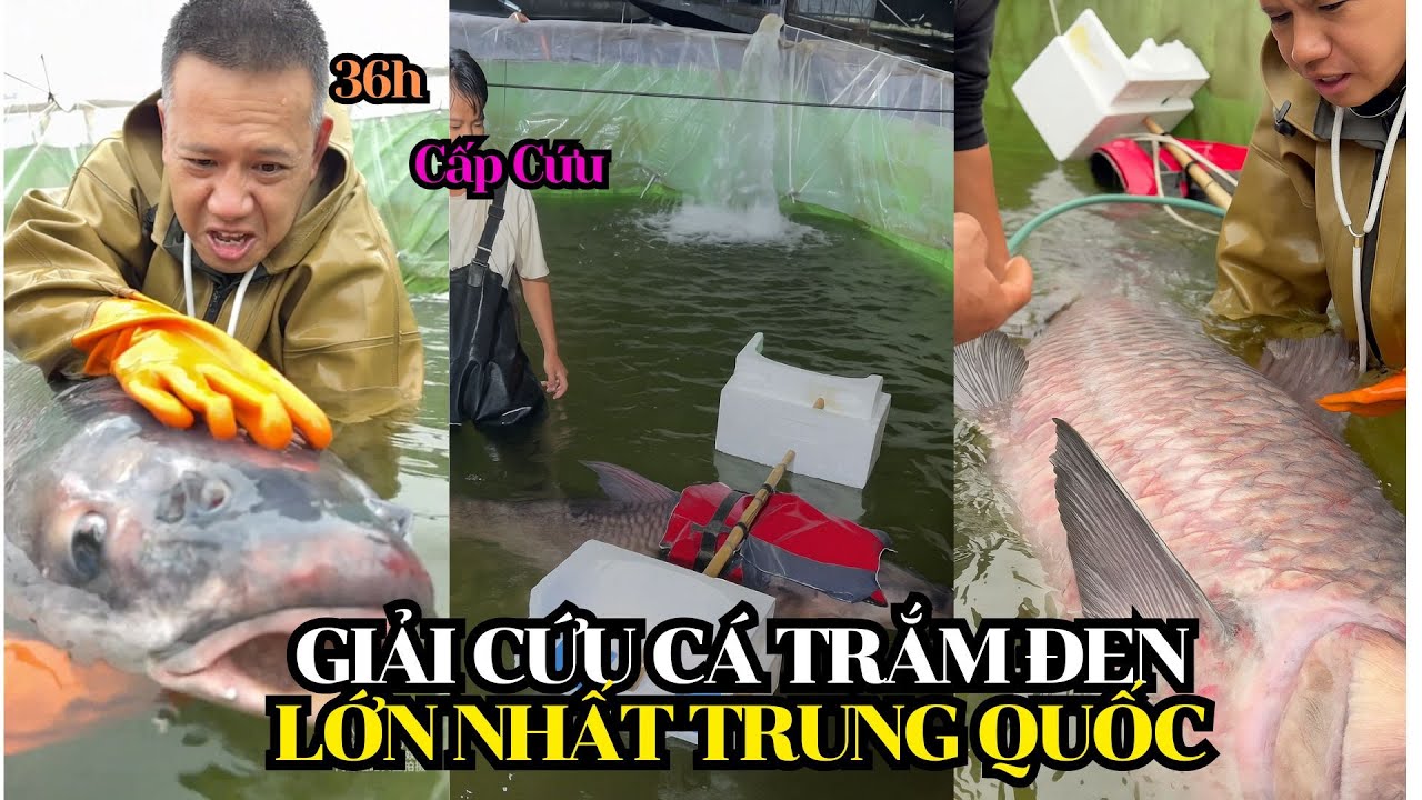 36 часов на спасение гигантского черного карпа в Китае — рекордные 160 кг. Его необходимо спасти ...