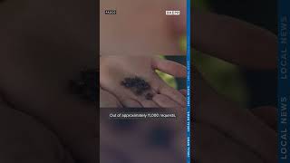 Japanese beetle infestation found in Tri-Cities