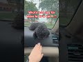 Whats your dog’s favorite place!#trending #puppy #funny ##puppyvideos