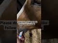 Please don’t forget to like follow and subscribe #horse horselo #horselife #horserider #horse lover