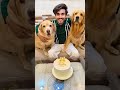 Taksh leo ♌ #anantrastogi #funny #leo #reo #love #pets #anant #goldenretriever #vlogs #petlover #fun