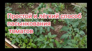 видео: Как правильно формировать и пасынковать высокорослые и низкорослые томаты? ?Какие пасынки оставлять? картинка: Как правильно формировать и пасынковать высокорослые и низкорослые томаты? ?Какие пасынки оставлять?