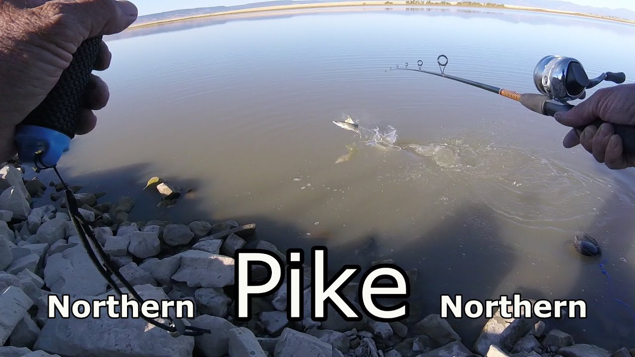 Fishing Springer Lake NM 2020 / What rig works best?