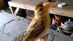 Poto Ciri Ciri Burung Manyar Kelapa Jantan Betina Muda Free
