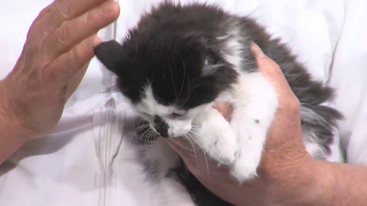 Feline Infectious Peritonitis Pet Doctor YouTube