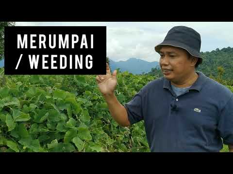 Video: Bilakah Menanam Brokoli Untuk Anak Benih: Kalendar Lunar Untuk 2019, Istilah Dan Nuansa Umum Untuk Kawasan