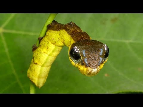 Video: Was bedeutet Triptolemus auf Griechisch?