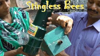 Stingless Bees / Meliponiculture Part 4 - Removing Bees from a Paint Can!