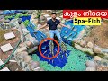 💥നമ്മുടെ തൊലി തിന്നുന്ന മീനുകളെ വാങ്ങി. | Bought Spa Fish | Fishing Freaks