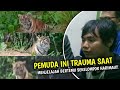 Warga Banyuwangi Lihat Sang Loreng Puluhan Ekor, Harimau Jawa Masih Puluhan Ekor di Gunung Raung?