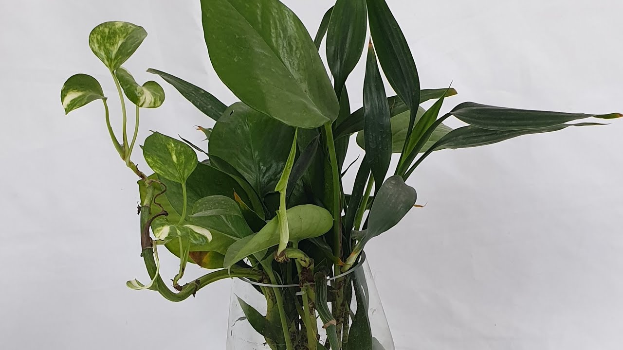 طريقة الحفاظ على عقل اللبلاب