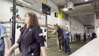 Lebanon Horse Auction 06/14/25