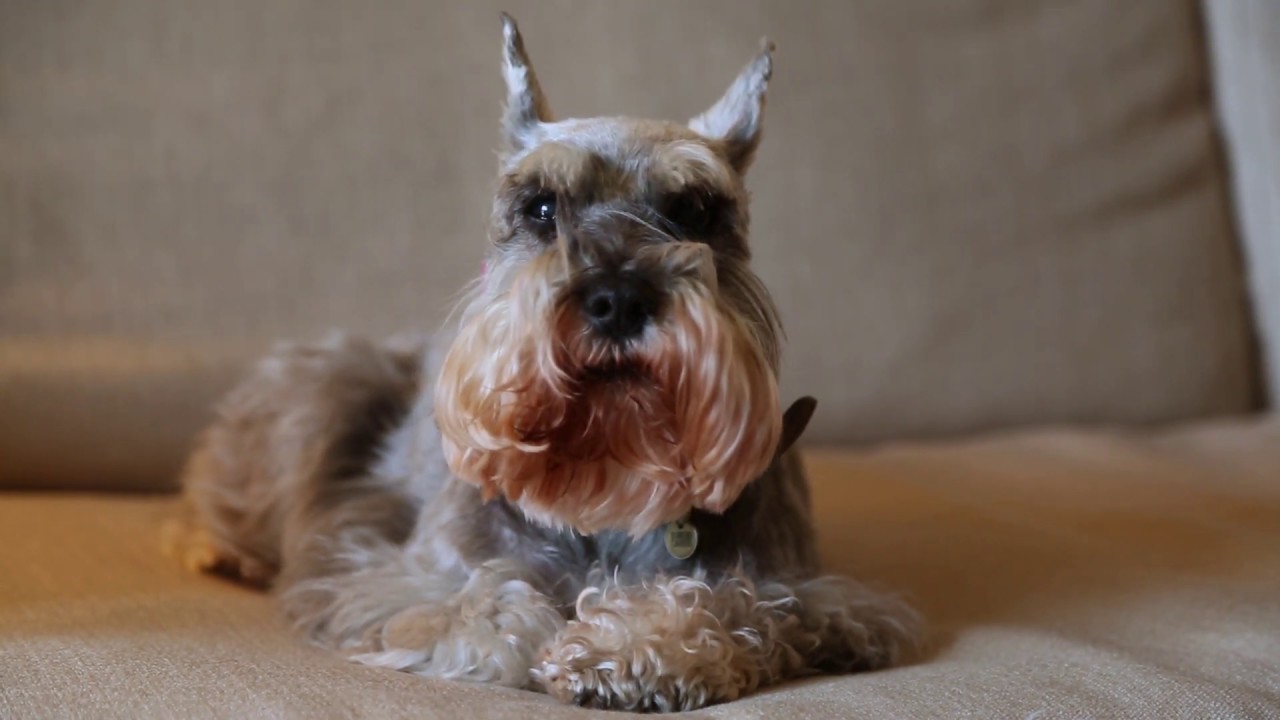 at what age can you breed a miniature schnauzer