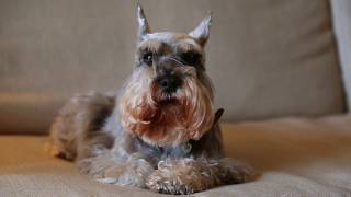 Miniature Schnauzer Dogs 101: Is a Miniature Schnauzer Dog Right For You? by PetGuide.com 285,069 views 4 years ago 5 minutes, 18 seconds