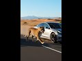 lion teala #science #biology