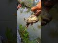 fish fish catching videos #cast #fish #net