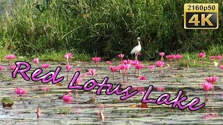 Udon Thani, Country Life and Red Lotus Lake - Thailand 4K Travel Channel