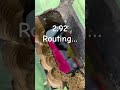 2:92 Routing…#impossibleguitar #sophiatremolo #headlessguitar